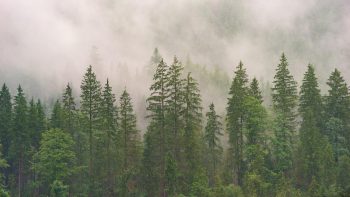 Malarkey Roofing Products and 3M Combine to Provide Over One Million Trees Worth of Smog-Fighting Capacity